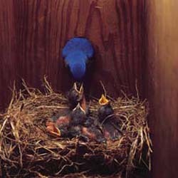 Bluebird in House