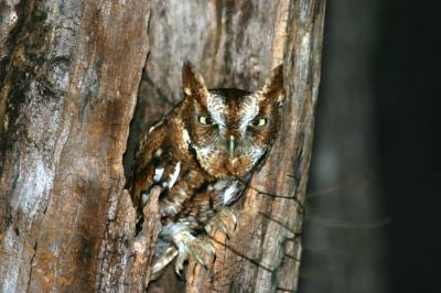 Screech Owl
