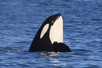 Orca