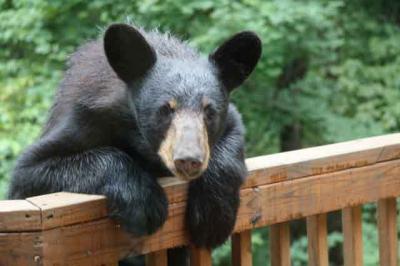 Black Bear
