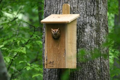 Screech Owl
