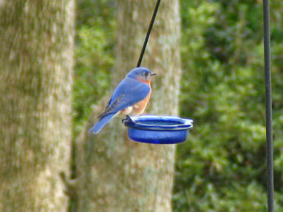 Bluebird