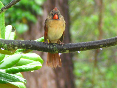 Female Cardinal