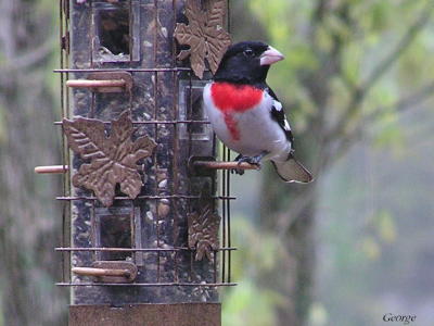 Rose breasted groesbeak