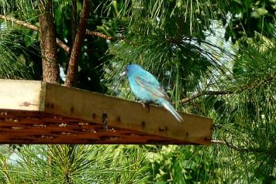 Indigo Bunting