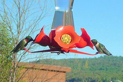 Hummer
