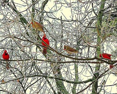 Cardinal Ice