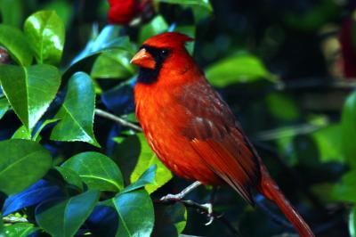Cardinal