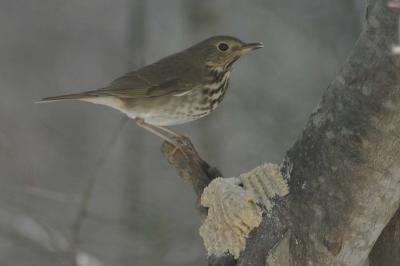 Hermit Thrush