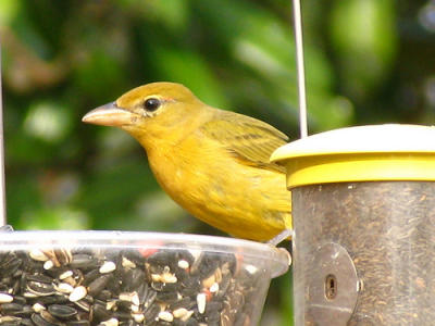 Summer Tanager