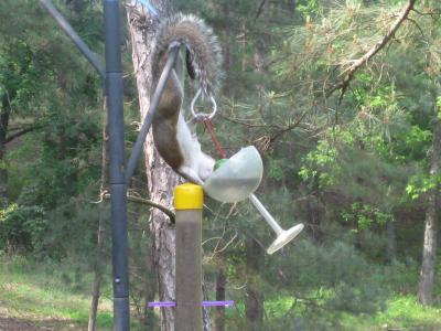 Squirrel with hummer feeder