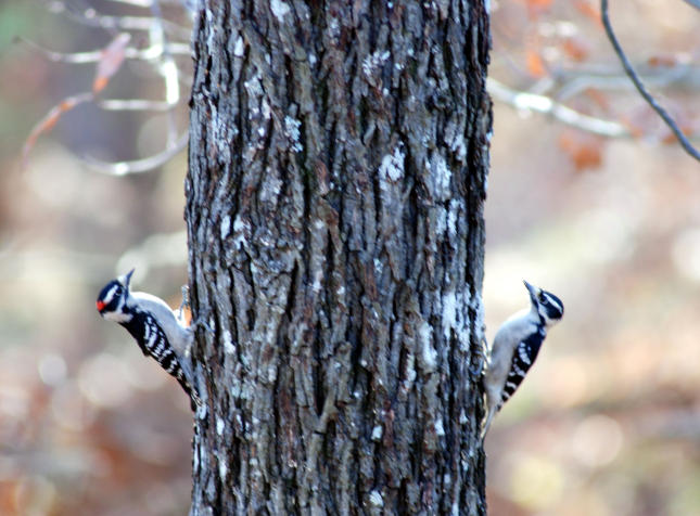Laura Varney Downy Woodpecker